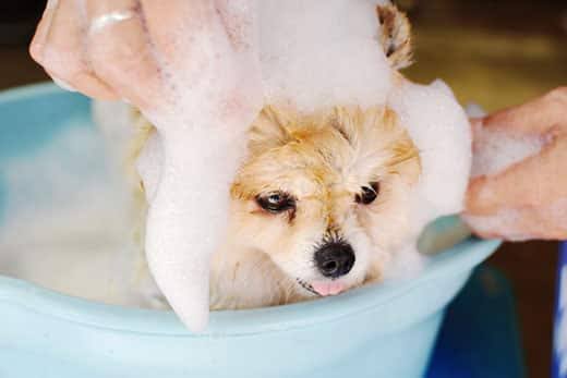 Top States With The Most Spoiled Dogs in 2026