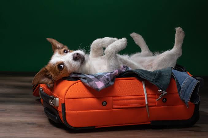 The Best Cities For Traveling With Dogs in 2026