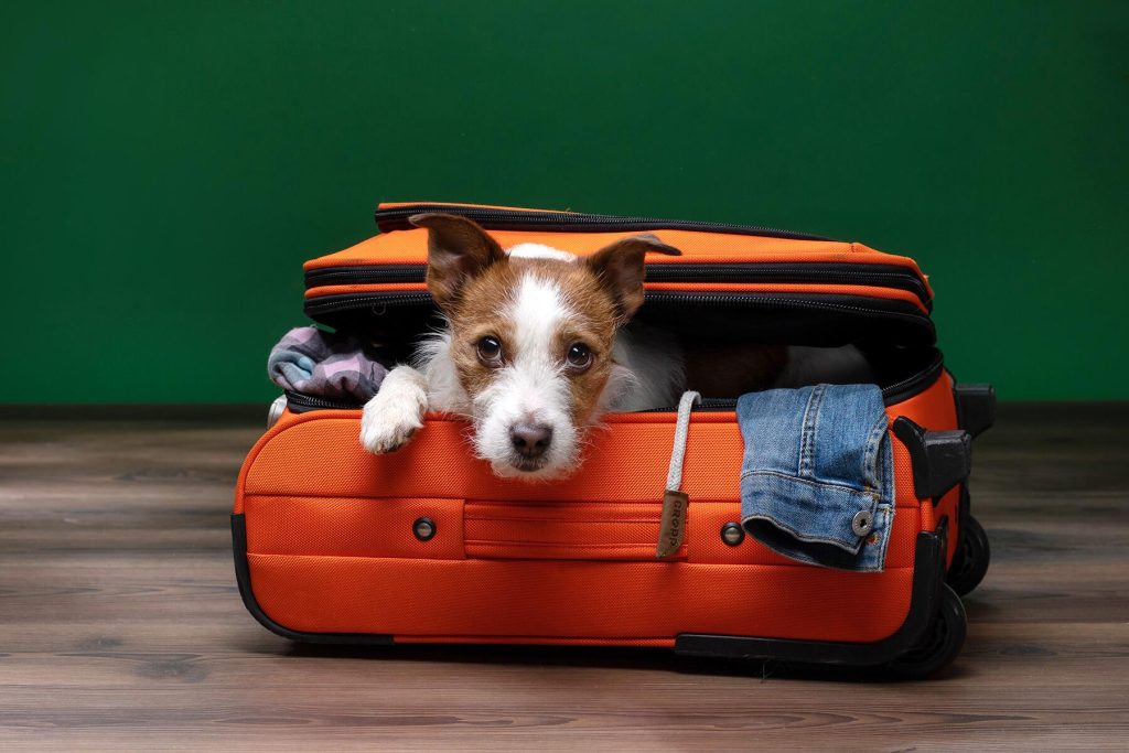 traveling with pets
